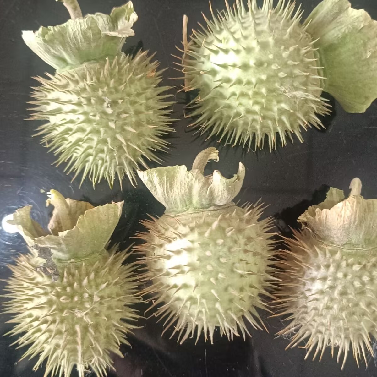 Potpourri Dried Flower - Biji Datura Kering Alami Berkualitas Tinggi
