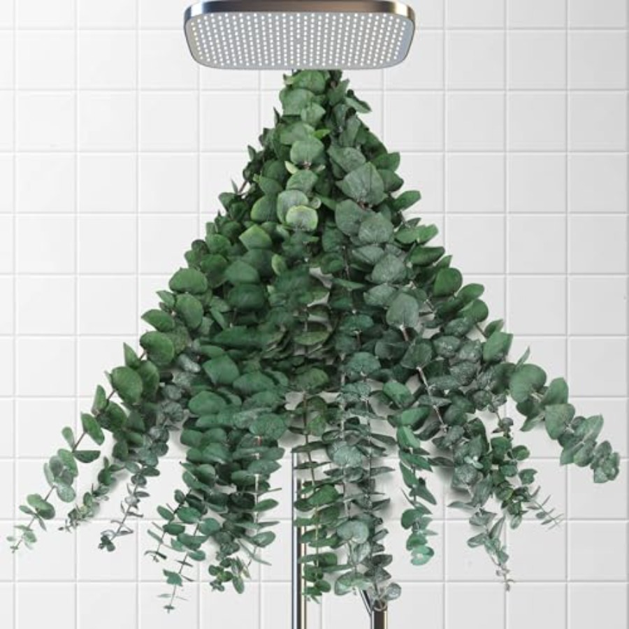 Ranting Eucalyptus Kering untu - Home Fragrance Eucalyptus ulasan dan harga