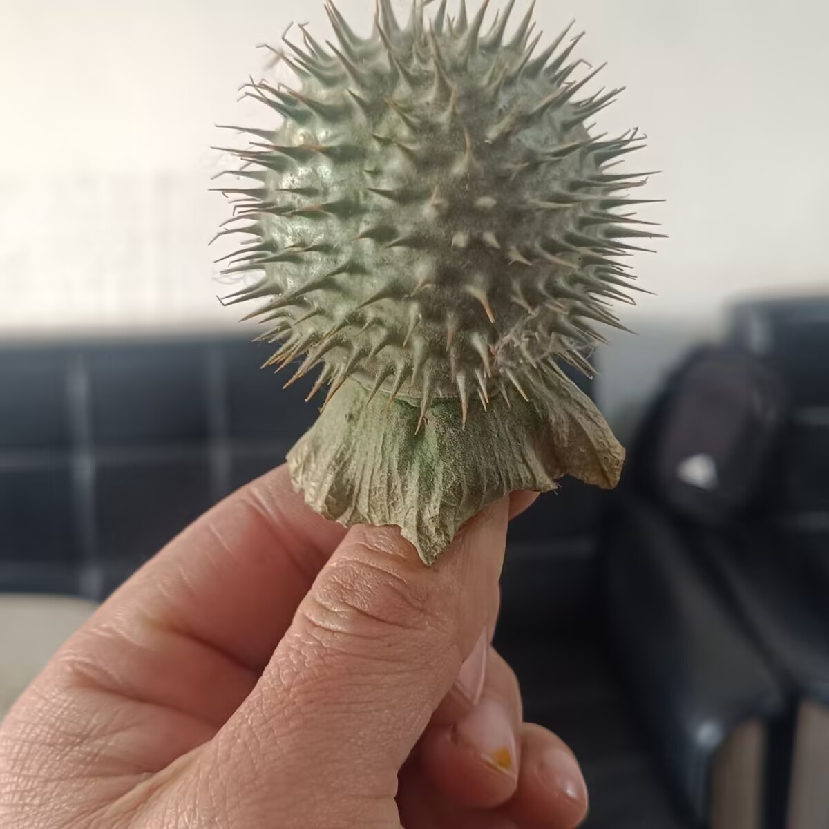 Biji Datura Kering Alami Berku - Potpourri Dried Flower ulasan dan harga