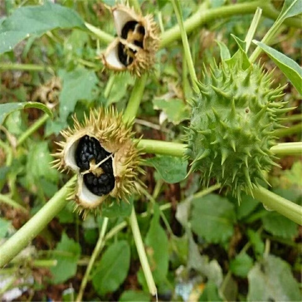 Biji Datura Kering Alami Berku - Potpourri Dried Flower ulasan dan harga