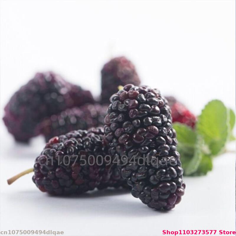 100g-200g Mulberry Alami Grosi - Potpourri Dried Flower ulasan dan harga