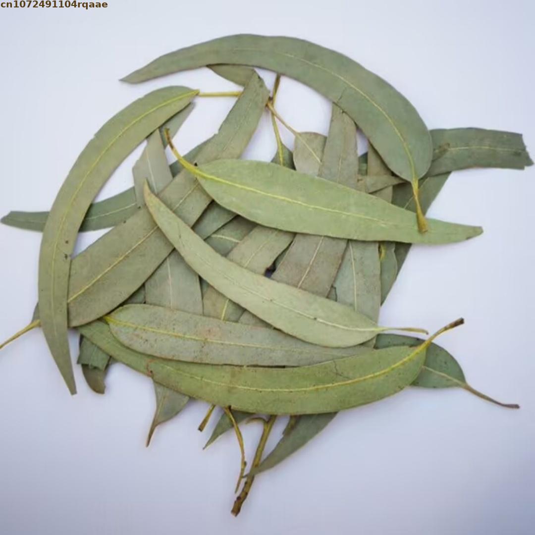 Daun Eucalyptus Kering Alami B - Potpourri Dried Flower ulasan dan harga