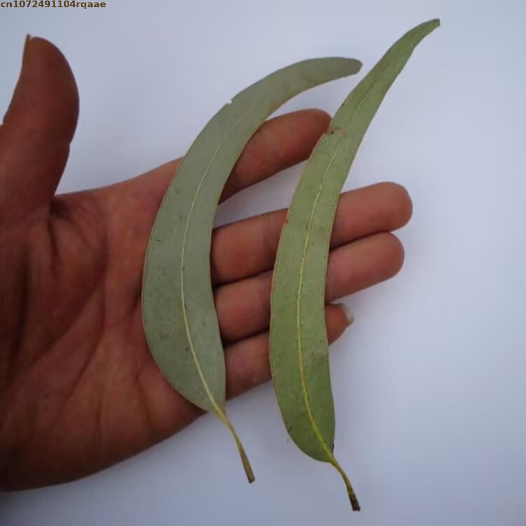 Daun Eucalyptus Kering Alami B - Potpourri Dried Flower ulasan dan harga